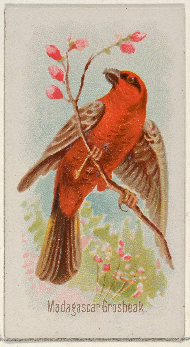 Madagascar Grosbeak, from the Song Birds of the World series (N23) for Allen & Ginter Cigarettes, Allen &amp; Ginter (American, Richmond, Virginia), Commercial color lithograph 