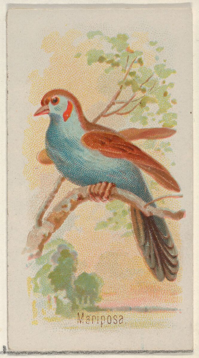 Mariposa, from the Song Birds of the World series (N23) for Allen & Ginter Cigarettes, Allen &amp; Ginter (American, Richmond, Virginia), Commercial color lithograph 