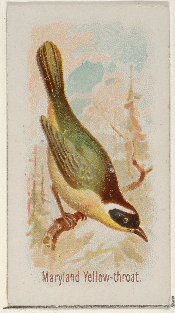 Maryland Yellow-throat, from the Song Birds of the World series (N23) for Allen & Ginter Cigarettes, Allen &amp; Ginter (American, Richmond, Virginia), Commercial color lithograph 