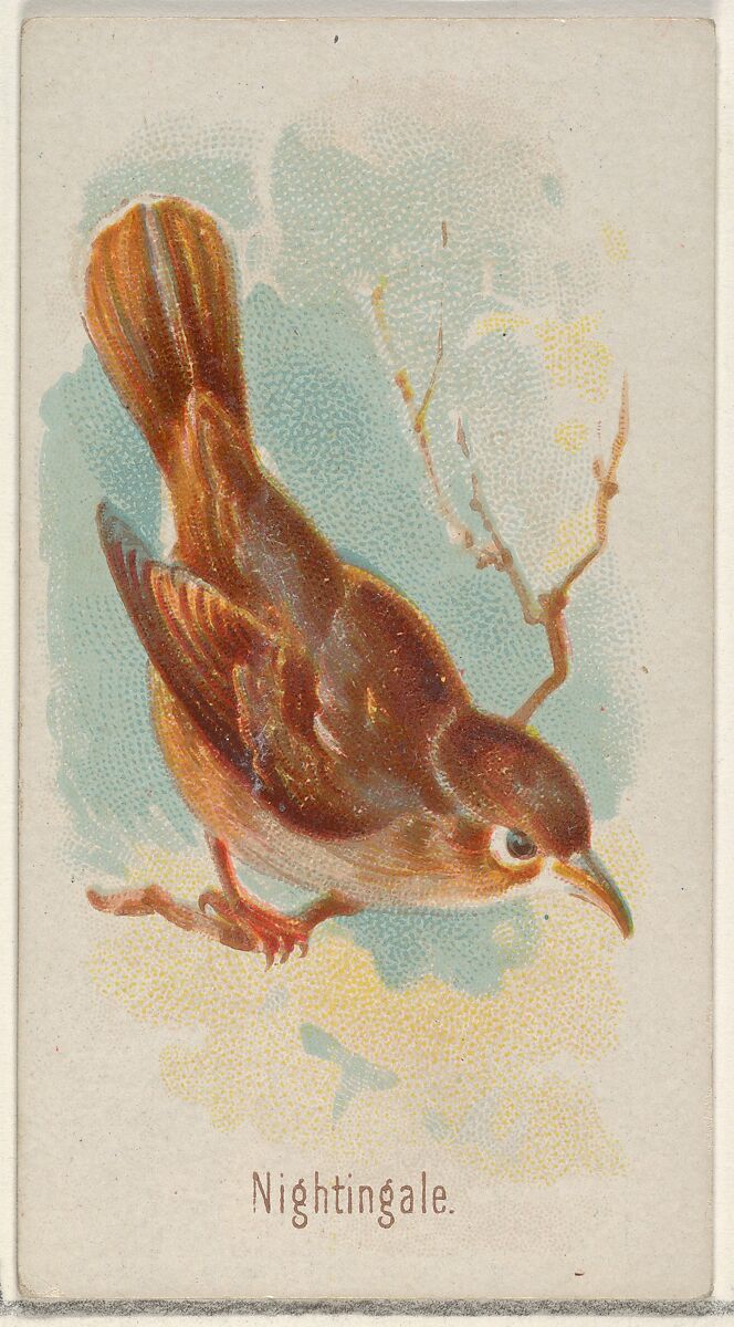 Nightingale, from the Song Birds of the World series (N23) for Allen & Ginter Cigarettes, Allen &amp; Ginter (American, Richmond, Virginia), Commercial color lithograph 