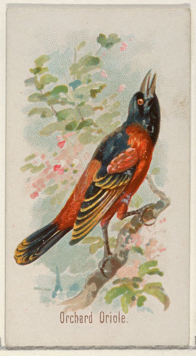 Orchard Oriole, from the Song Birds of the World series (N23) for Allen & Ginter Cigarettes, Allen &amp; Ginter (American, Richmond, Virginia), Commercial color lithograph 