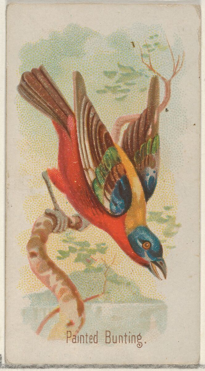 Painted Bunting, from the Song Birds of the World series (N23) for Allen & Ginter Cigarettes, Allen &amp; Ginter (American, Richmond, Virginia), Commercial color lithograph 