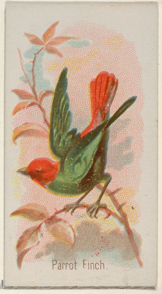 Parrot Finch, from the Song Birds of the World series (N23) for Allen & Ginter Cigarettes, Allen &amp; Ginter (American, Richmond, Virginia), Commercial color lithograph 