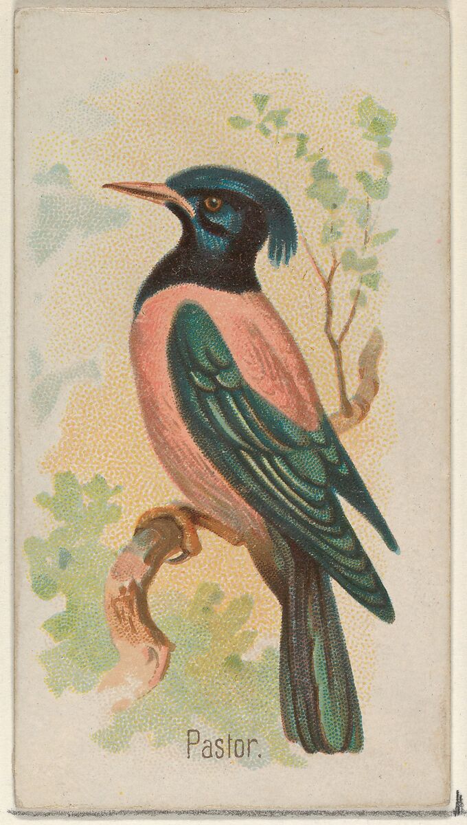 Pastor, from the Song Birds of the World series (N23) for Allen & Ginter Cigarettes, Allen &amp; Ginter (American, Richmond, Virginia), Commercial color lithograph 