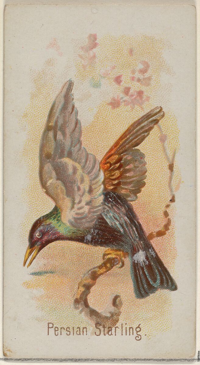 Persian Starling, from the Song Birds of the World series (N23) for Allen & Ginter Cigarettes, Allen &amp; Ginter (American, Richmond, Virginia), Commercial color lithograph 