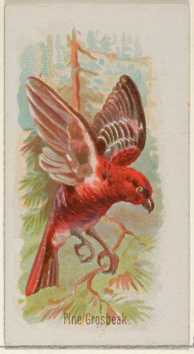 Pine Grosbeak, from the Song Birds of the World series (N23) for Allen & Ginter Cigarettes, Allen &amp; Ginter (American, Richmond, Virginia), Commercial color lithograph 