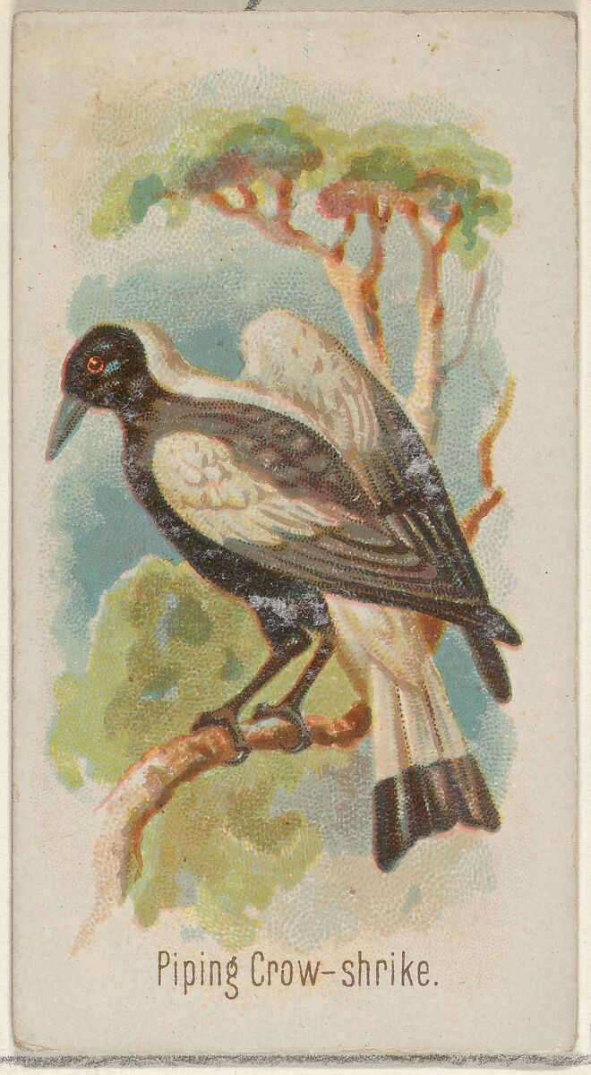 Piping Crow-shrike, from the Song Birds of the World series (N23) for Allen & Ginter Cigarettes, Allen &amp; Ginter (American, Richmond, Virginia), Commercial color lithograph 