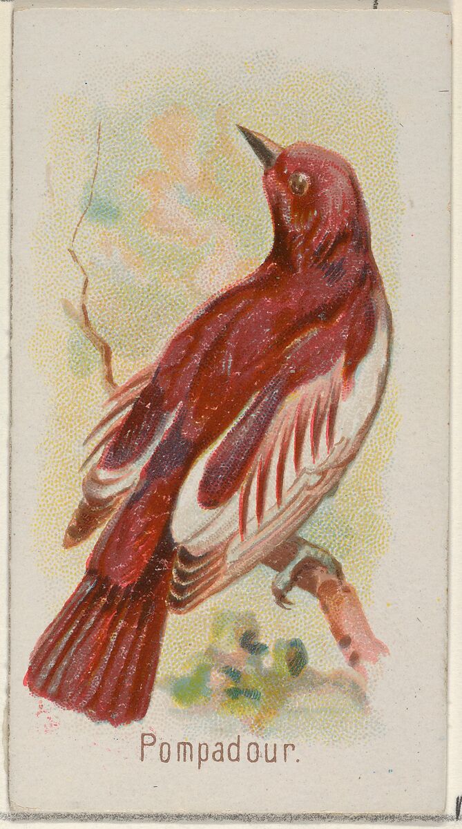 Pompadour, from the Song Birds of the World series (N23) for Allen & Ginter Cigarettes, Allen &amp; Ginter (American, Richmond, Virginia), Commercial color lithograph 