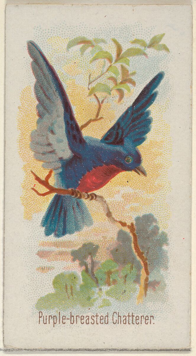 Purple-breasted Chatterer, from the Song Birds of the World series (N23) for Allen & Ginter Cigarettes, Allen &amp; Ginter (American, Richmond, Virginia), Commercial color lithograph 