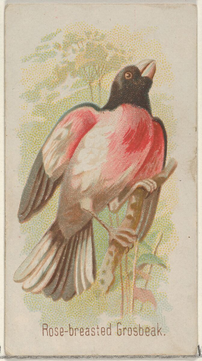 Rose-breasted Grosbeak, from the Song Birds of the World series (N23) for Allen & Ginter Cigarettes, Allen &amp; Ginter (American, Richmond, Virginia), Commercial color lithograph 