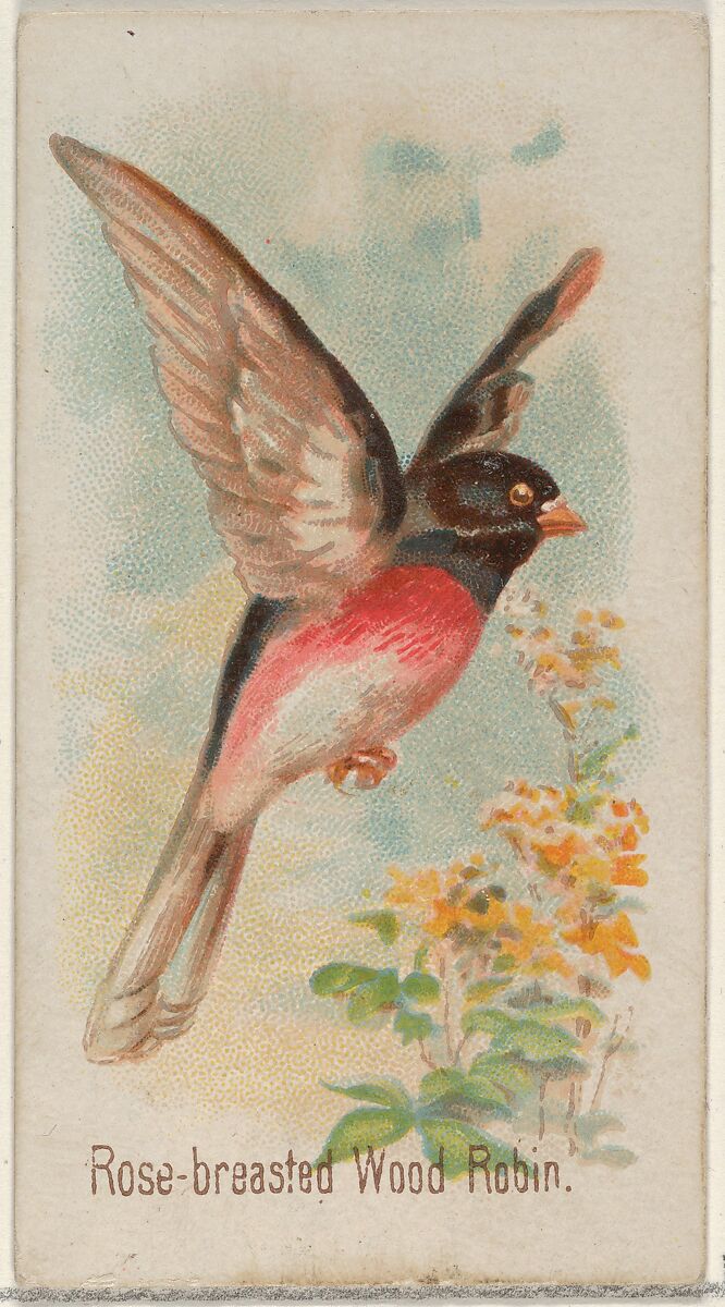Rose-breasted Wood Robin, from the Song Birds of the World series (N23) for Allen & Ginter Cigarettes, Allen &amp; Ginter (American, Richmond, Virginia), Commercial color lithograph 