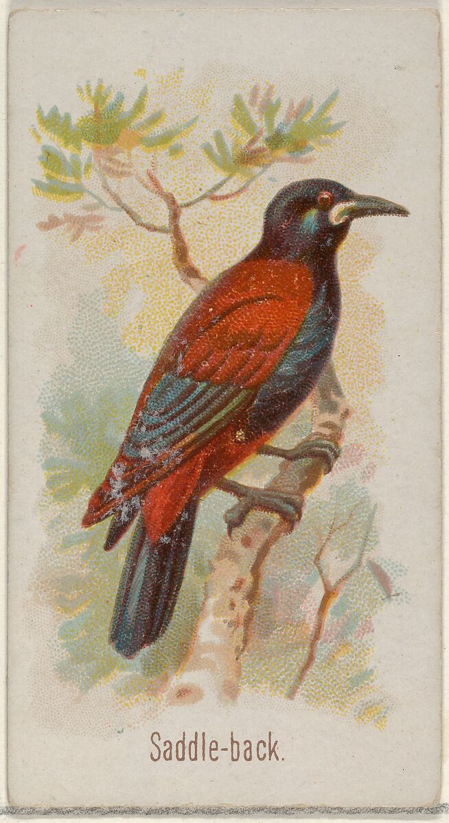 Saddle-back, from the Song Birds of the World series (N23) for Allen & Ginter Cigarettes, Allen &amp; Ginter (American, Richmond, Virginia), Commercial color lithograph 