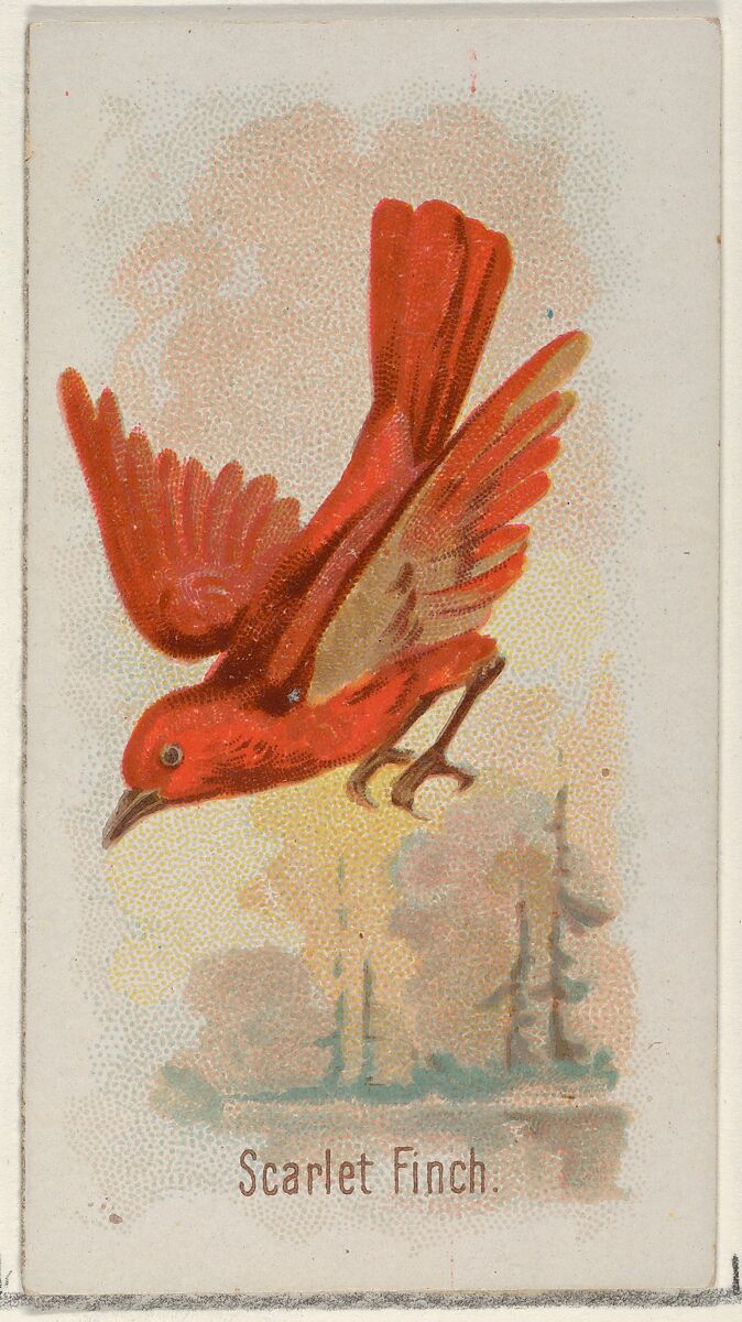 Scarlet Finch, from the Song Birds of the World series (N23) for Allen & Ginter Cigarettes, Allen &amp; Ginter (American, Richmond, Virginia), Commercial color lithograph 