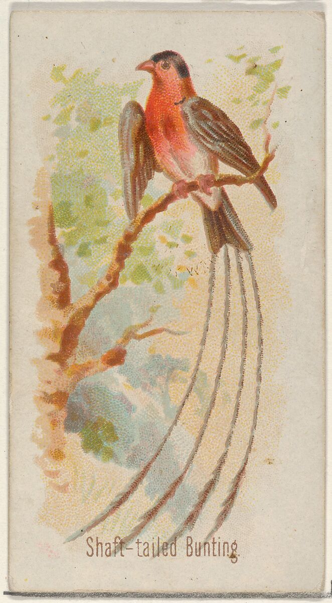 Shaft-tailed Bunting, from the Song Birds of the World series (N23) for Allen & Ginter Cigarettes, Allen &amp; Ginter (American, Richmond, Virginia), Commercial color lithograph 