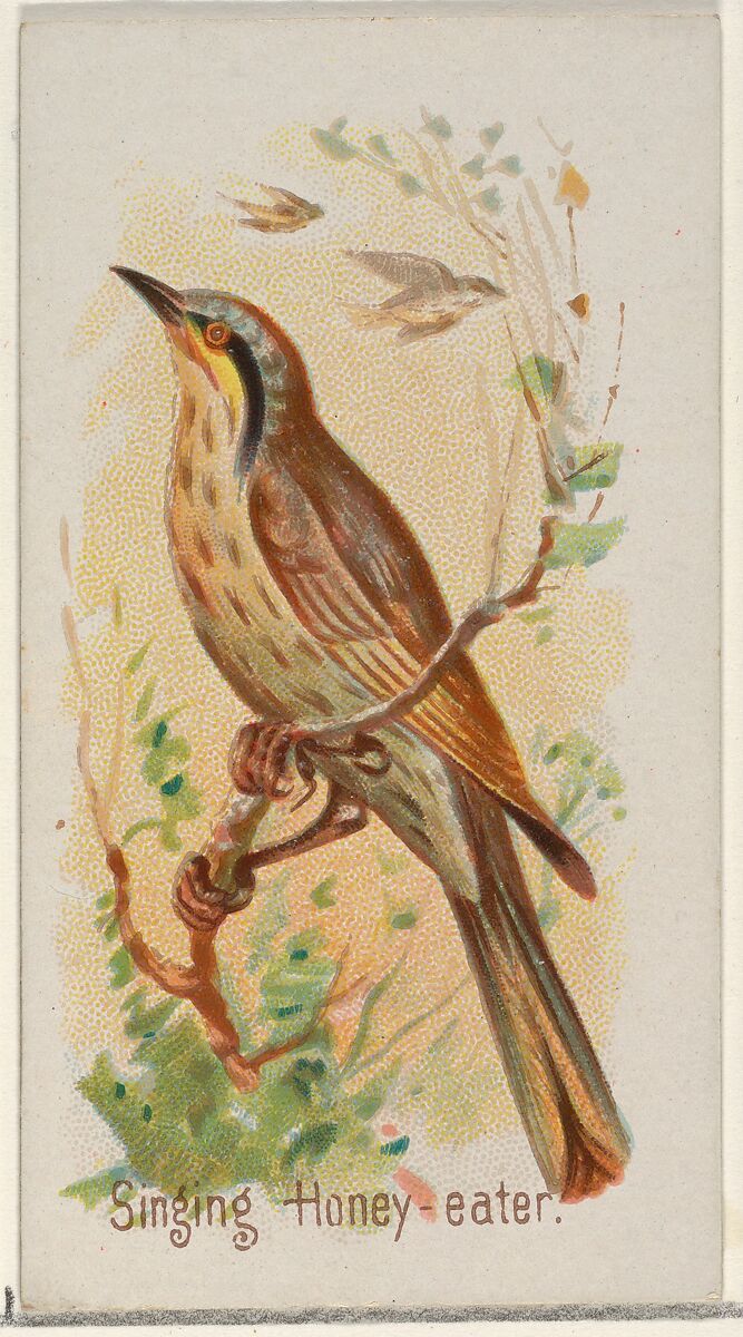 Singing Honey-eater, from the Song Birds of the World series (N23) for Allen & Ginter Cigarettes, Allen &amp; Ginter (American, Richmond, Virginia), Commercial color lithograph 