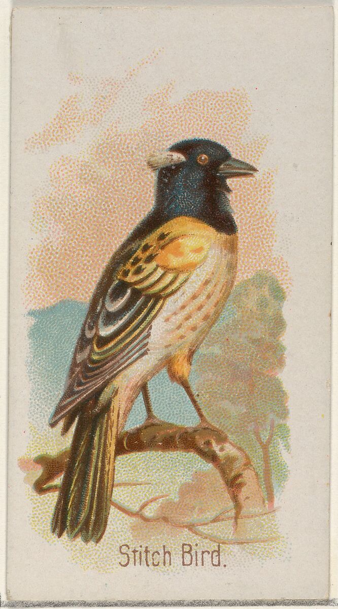 Stitch Bird, from the Song Birds of the World series (N23) for Allen & Ginter Cigarettes, Allen &amp; Ginter (American, Richmond, Virginia), Commercial color lithograph 
