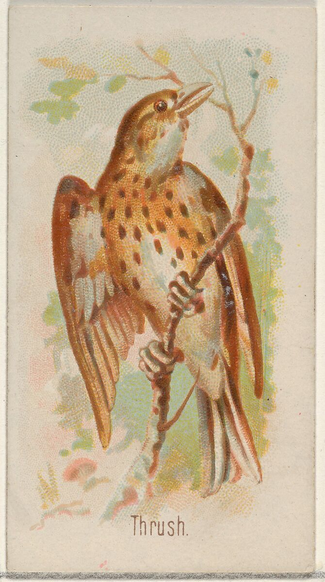 Thrush, from the Song Birds of the World series (N23) for Allen & Ginter Cigarettes, Allen &amp; Ginter (American, Richmond, Virginia), Commercial color lithograph 