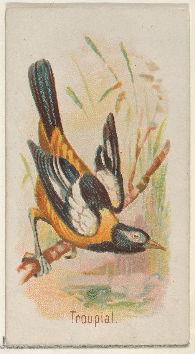 Troupial, from the Song Birds of the World series (N23) for Allen & Ginter Cigarettes, Allen &amp; Ginter (American, Richmond, Virginia), Commercial color lithograph 