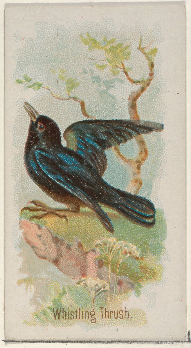 Whistling Thrush, from the Song Birds of the World series (N23) for Allen & Ginter Cigarettes, Allen &amp; Ginter (American, Richmond, Virginia), Commercial color lithograph 
