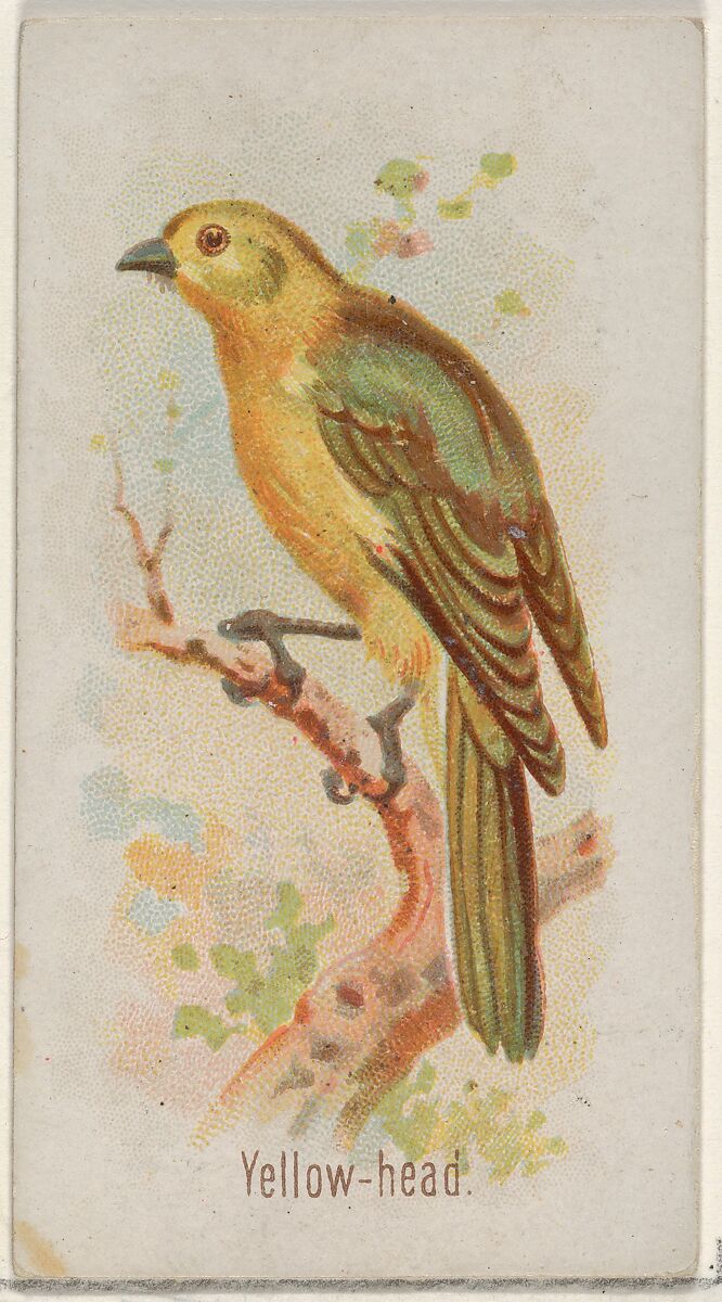 Yellow-head, from the Song Birds of the World series (N23) for Allen & Ginter Cigarettes, Allen &amp; Ginter (American, Richmond, Virginia), Commercial color lithograph 