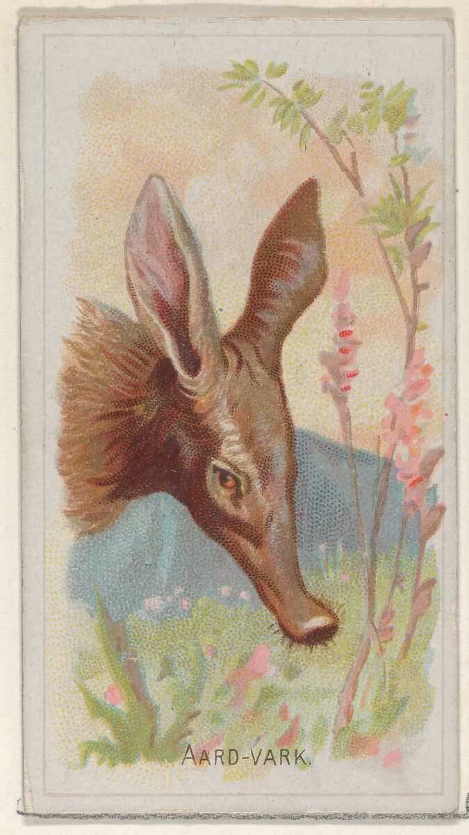 Aardvark, from the Wild Animals of the World series (N25) for Allen & Ginter Cigarettes, Allen &amp; Ginter (American, Richmond, Virginia), Commercial color lithograph 