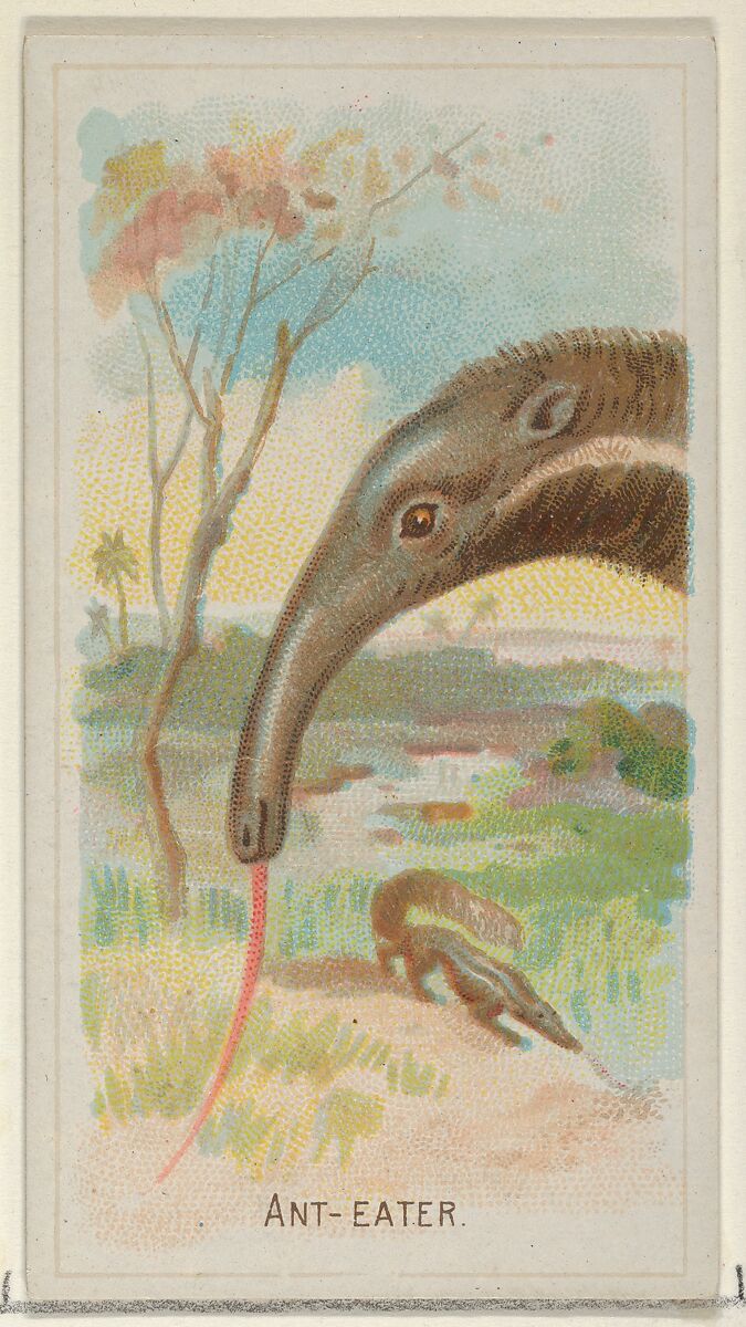 Anteater, from the Wild Animals of the World series (N25) for Allen & Ginter Cigarettes, Allen &amp; Ginter (American, Richmond, Virginia), Commercial color lithograph 