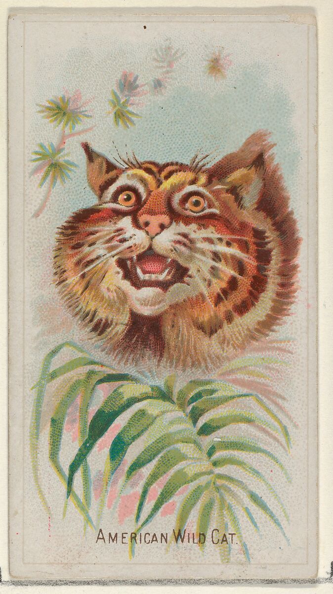 Allen & Ginter | American Wild Cat, from the Wild Animals of the World ...