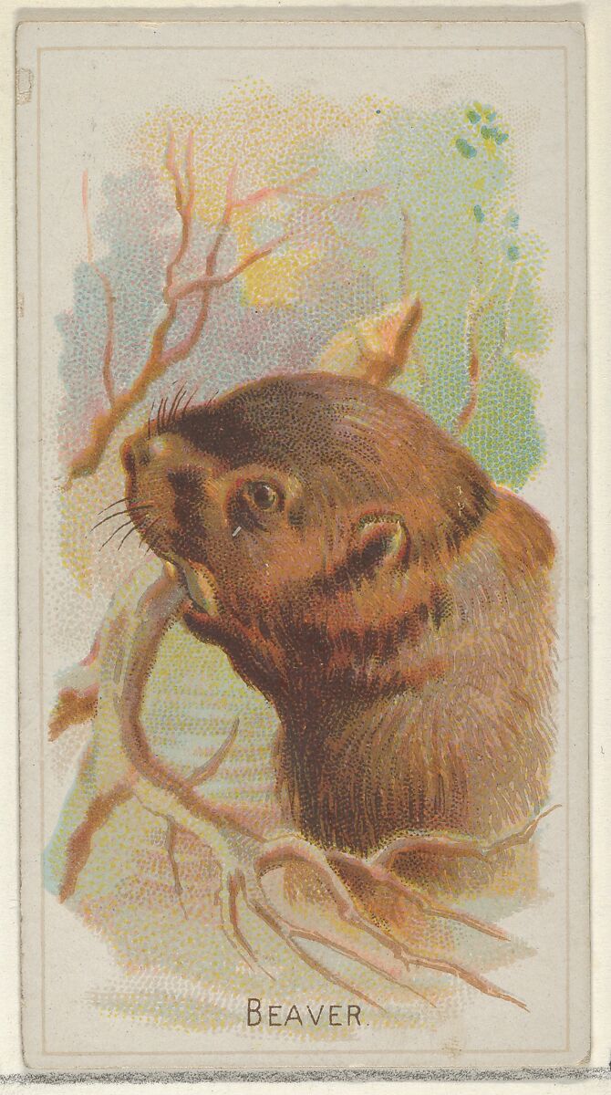 Beaver, from the Wild Animals of the World series (N25) for Allen & Ginter Cigarettes, Allen &amp; Ginter (American, Richmond, Virginia), Commercial color lithograph 