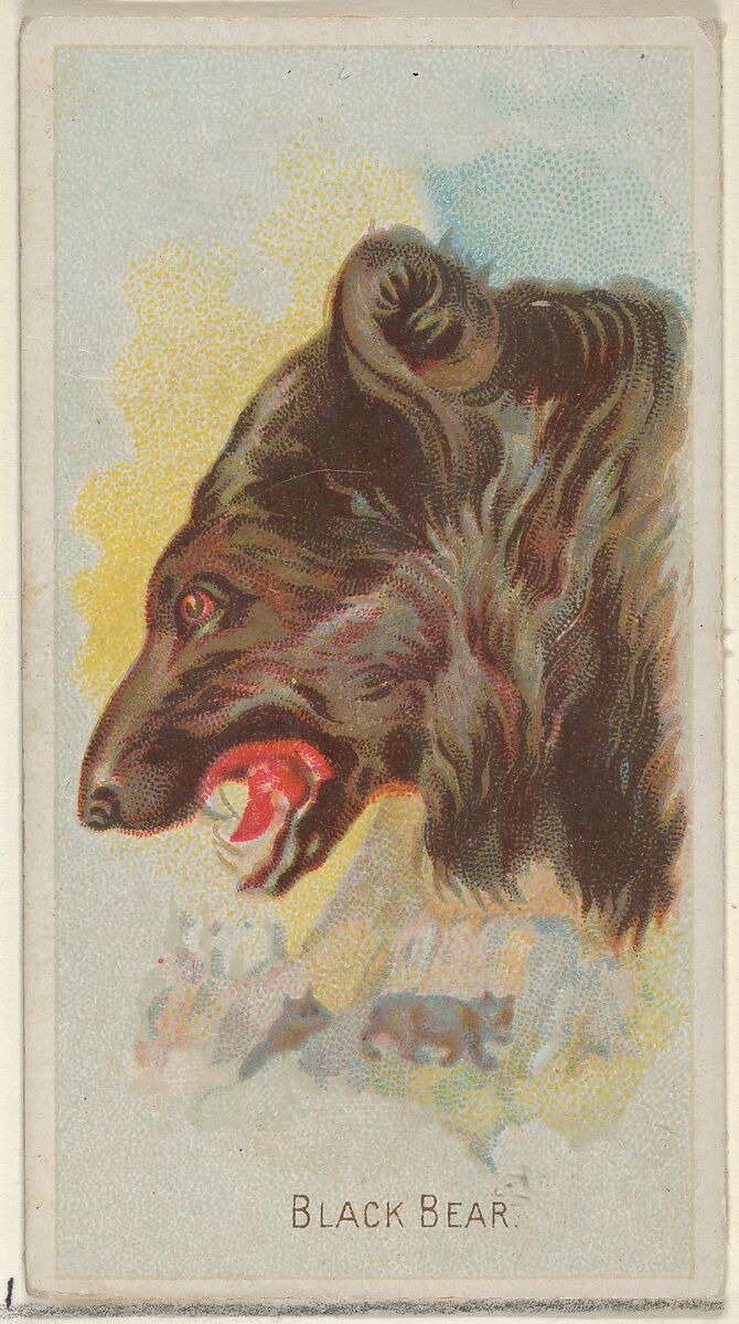 vintage black bear illustration