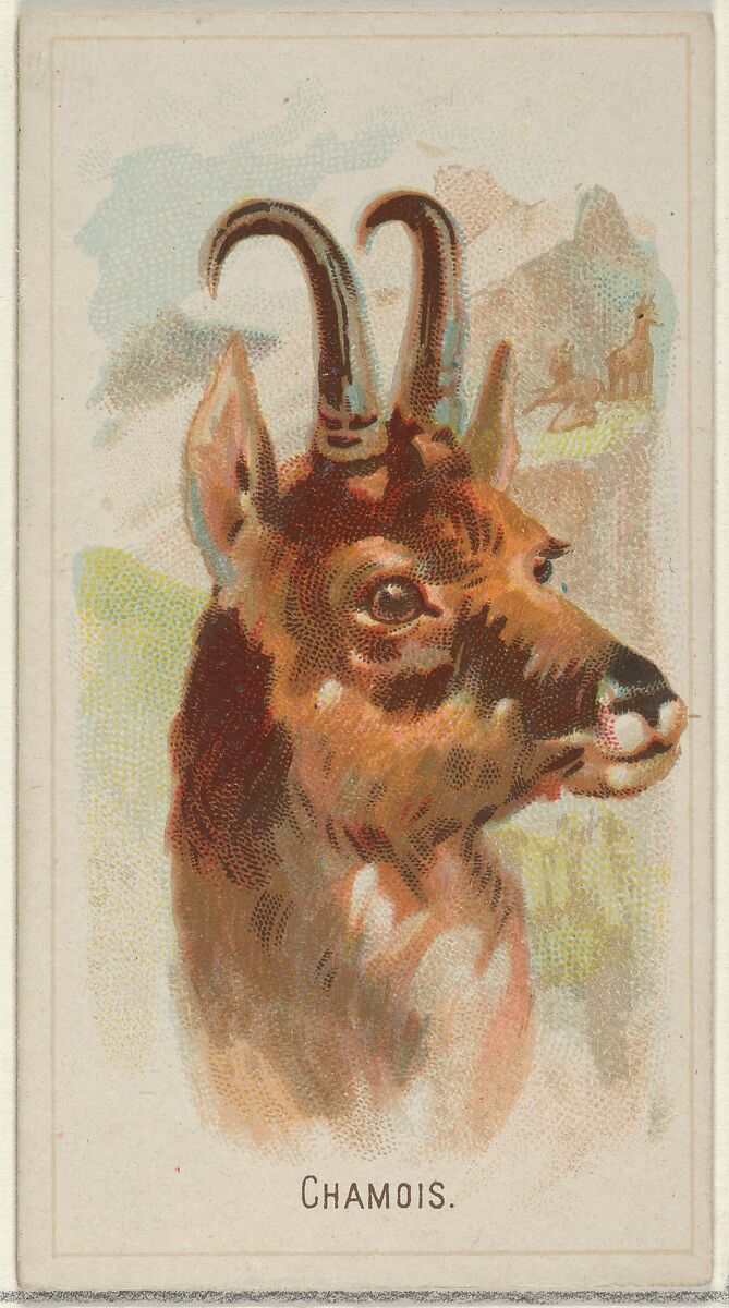 Chamois, from the Wild Animals of the World series (N25) for Allen & Ginter Cigarettes, Allen &amp; Ginter (American, Richmond, Virginia), Commercial color lithograph 