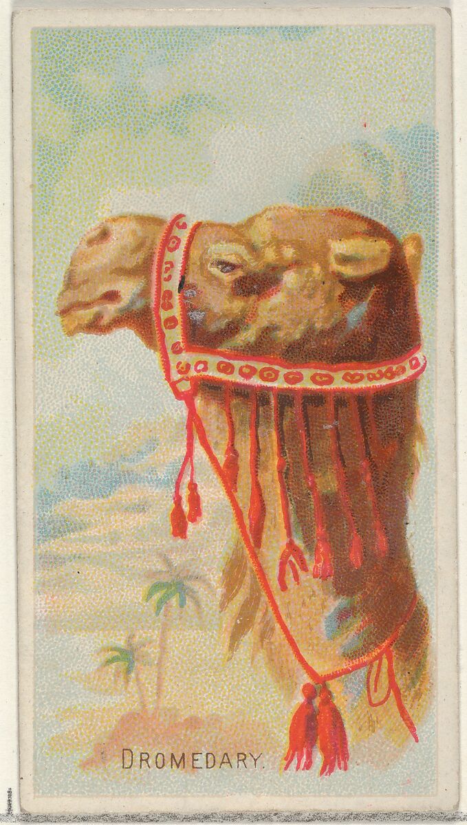 Dromedary, from the Wild Animals of the World series (N25) for Allen & Ginter Cigarettes, Allen &amp; Ginter (American, Richmond, Virginia), Commercial color lithograph 