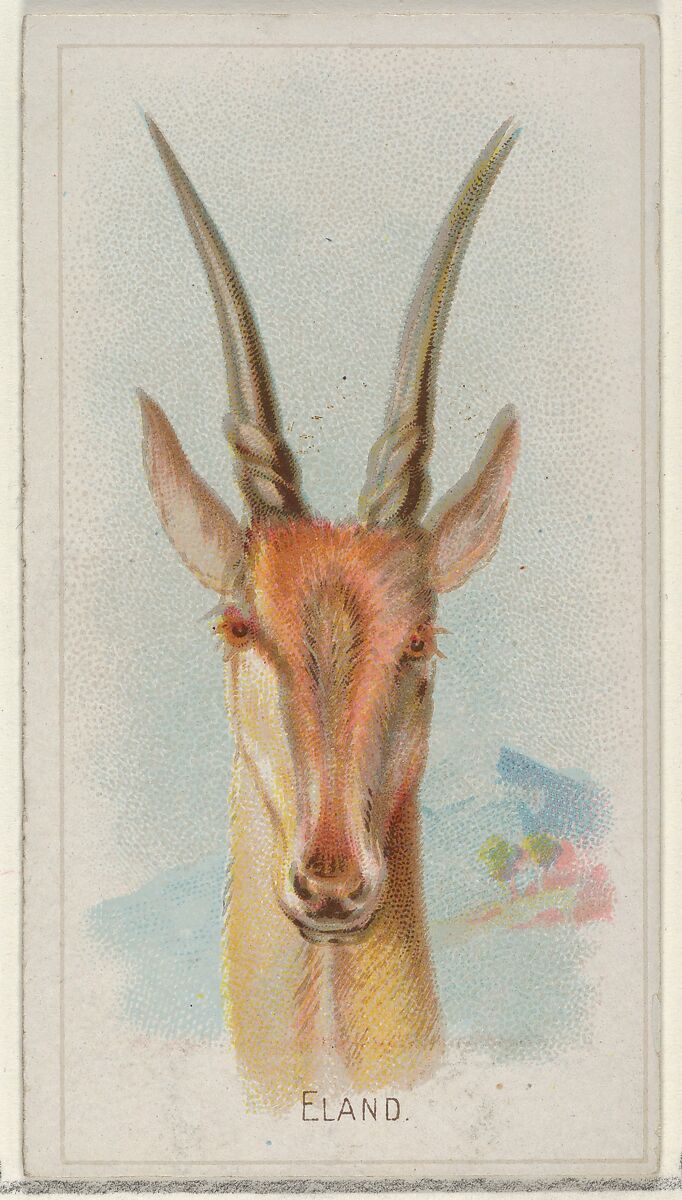 Eland, from the Wild Animals of the World series (N25) for Allen & Ginter Cigarettes, Allen &amp; Ginter (American, Richmond, Virginia), Commercial color lithograph 