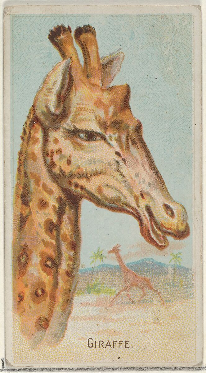 Giraffe, from the Wild Animals of the World series (N25) for Allen & Ginter Cigarettes, Allen &amp; Ginter (American, Richmond, Virginia), Commercial color lithograph 
