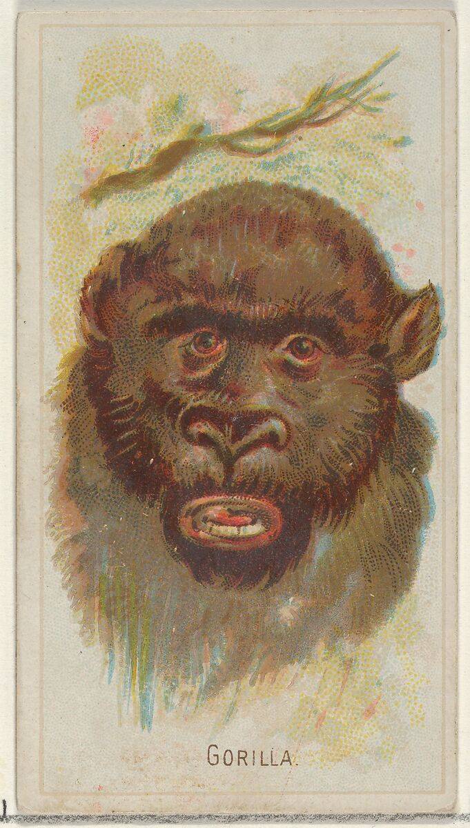 Gorilla, from the Wild Animals of the World series (N25) for Allen & Ginter Cigarettes, Allen &amp; Ginter (American, Richmond, Virginia), Commercial color lithograph 