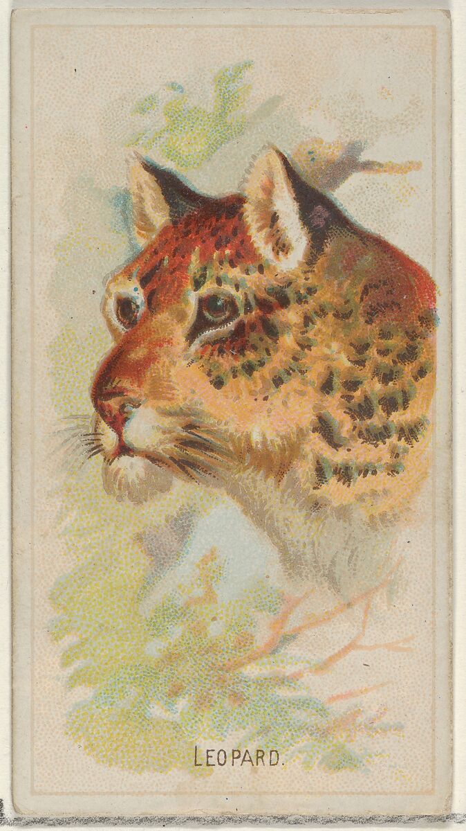 Leopard, from the Wild Animals of the World series (N25) for Allen & Ginter Cigarettes, Allen &amp; Ginter (American, Richmond, Virginia), Commercial color lithograph 