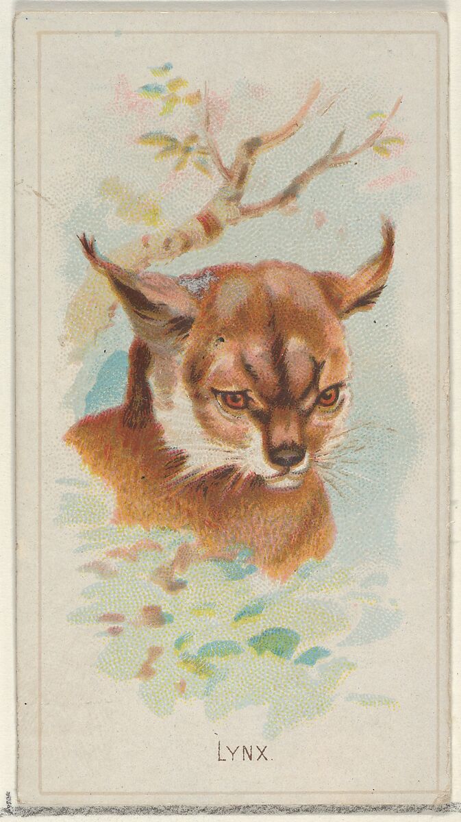 Lynx, from the Wild Animals of the World series (N25) for Allen & Ginter Cigarettes, Allen &amp; Ginter (American, Richmond, Virginia), Commercial color lithograph 