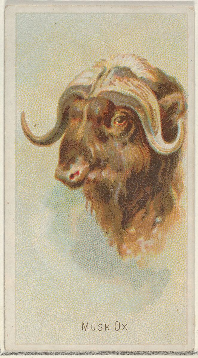 Musk Ox, from the Wild Animals of the World series (N25) for Allen & Ginter Cigarettes, Allen &amp; Ginter (American, Richmond, Virginia), Commercial color lithograph 