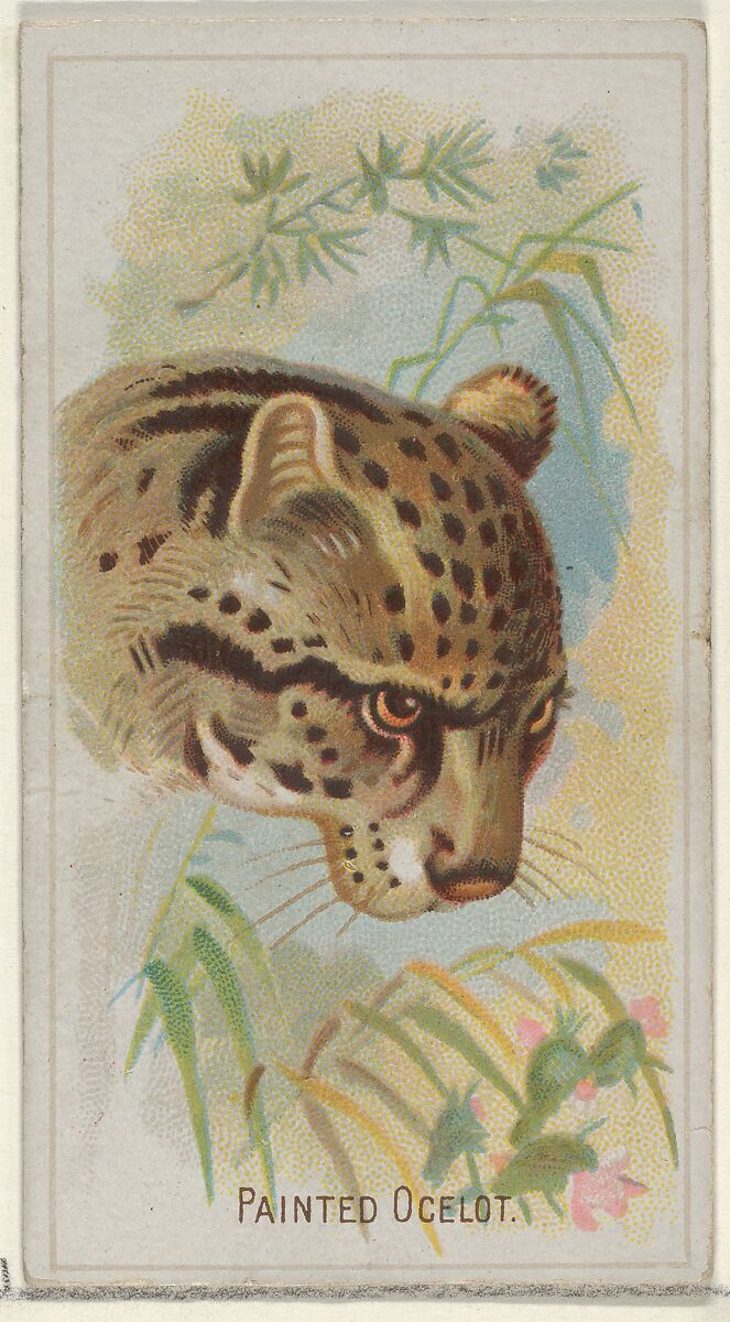 Painted Ocelot, from the Wild Animals of the World series (N25) for Allen & Ginter Cigarettes, Allen &amp; Ginter (American, Richmond, Virginia), Commercial color lithograph 