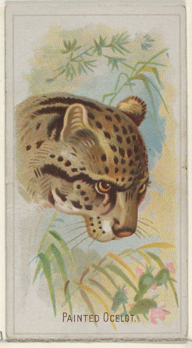 Painted Ocelot, from the Wild Animals of the World series (N25) for Allen & Ginter Cigarettes, Allen &amp; Ginter (American, Richmond, Virginia), Commercial color lithograph 