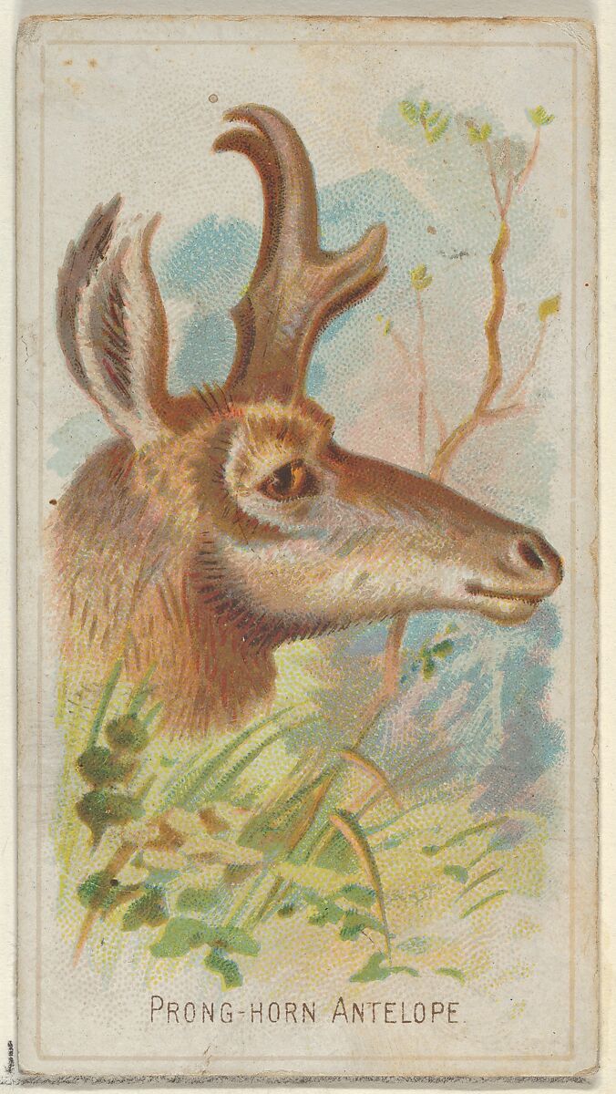 Prong-Horn Antelope, from the Wild Animals of the World series (N25) for Allen & Ginter Cigarettes, Allen &amp; Ginter (American, Richmond, Virginia), Commercial color lithograph 