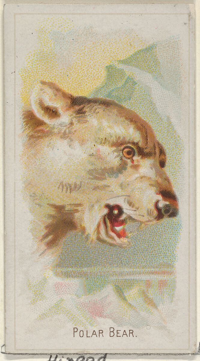 Polar Bear, from the Wild Animals of the World series (N25) for Allen & Ginter Cigarettes, Allen &amp; Ginter (American, Richmond, Virginia), Commercial color lithograph 