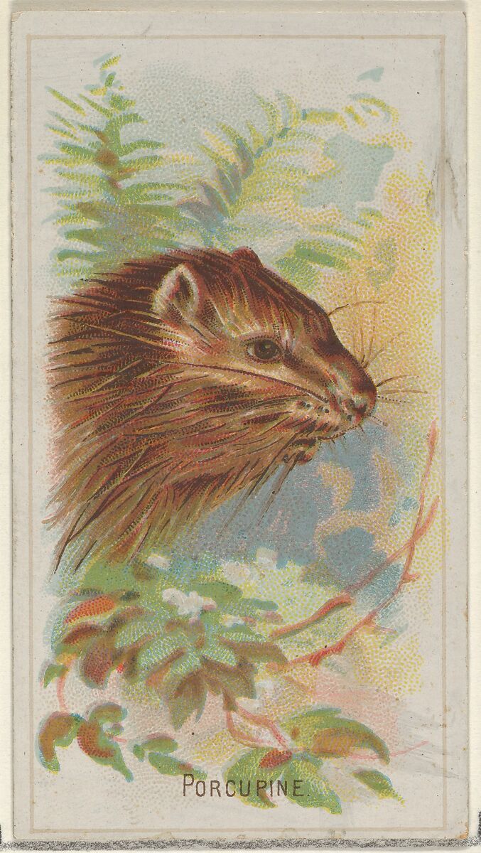 Porcupine, from the Wild Animals of the World series (N25) for Allen & Ginter Cigarettes, Allen &amp; Ginter (American, Richmond, Virginia), Commercial color lithograph 