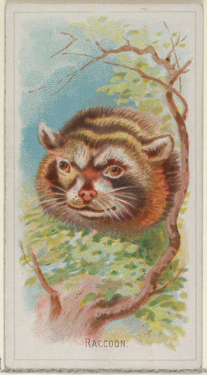 Raccoon, from the Wild Animals of the World series (N25) for Allen & Ginter Cigarettes, Allen &amp; Ginter (American, Richmond, Virginia), Commercial color lithograph 