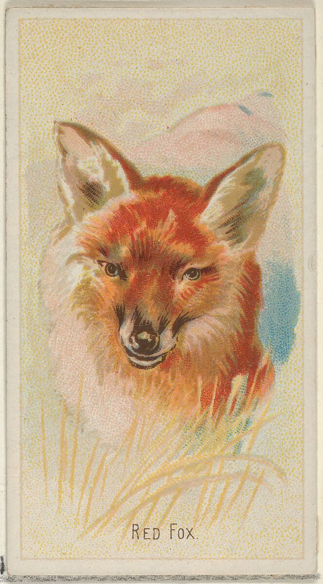 Red Fox, from the Wild Animals of the World series (N25) for Allen & Ginter Cigarettes, Allen &amp; Ginter (American, Richmond, Virginia), Commercial color lithograph 