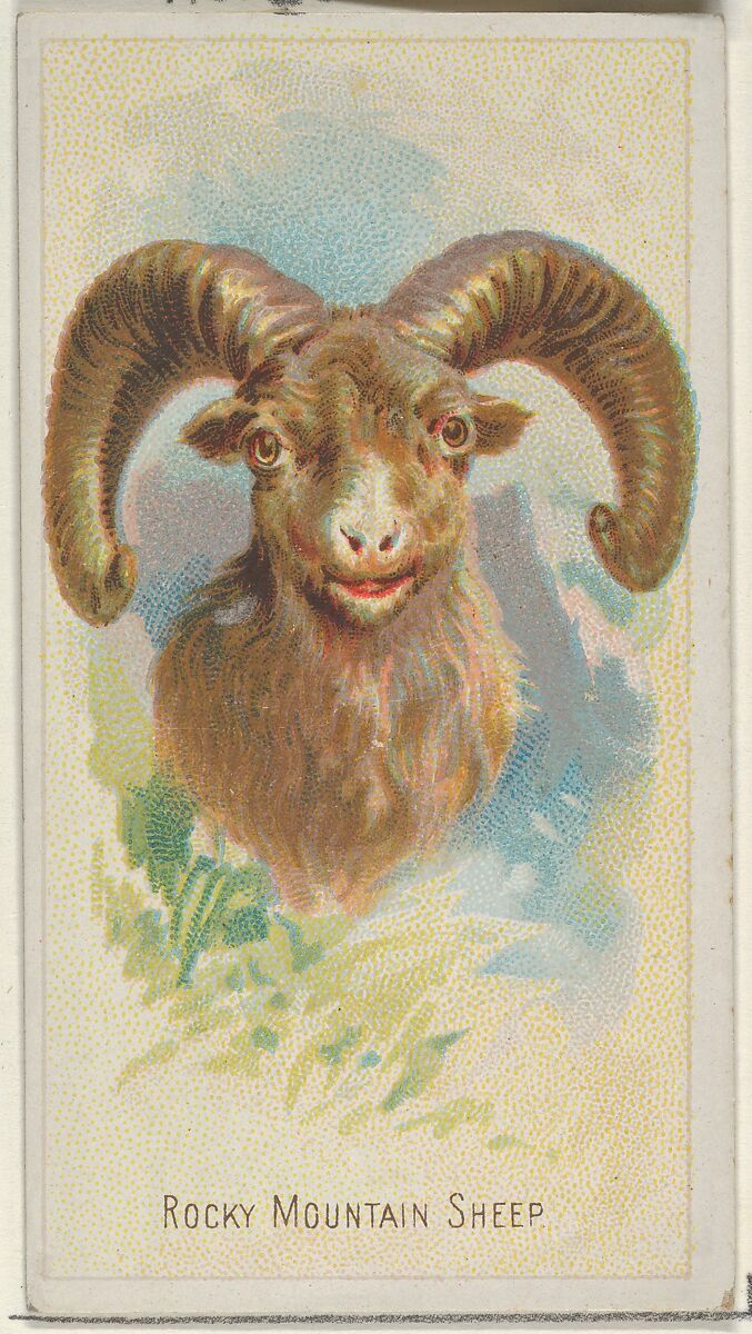 Rocky Mountain Sheep, from the Wild Animals of the World series (N25) for Allen & Ginter Cigarettes, Allen &amp; Ginter (American, Richmond, Virginia), Commercial color lithograph 