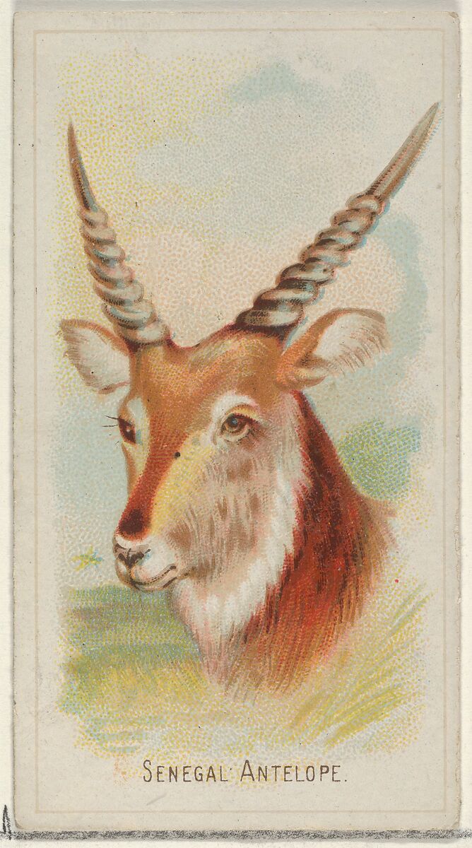 Senegal Antelope, from the Wild Animals of the World series (N25) for Allen & Ginter Cigarettes, Allen &amp; Ginter (American, Richmond, Virginia), Commercial color lithograph 