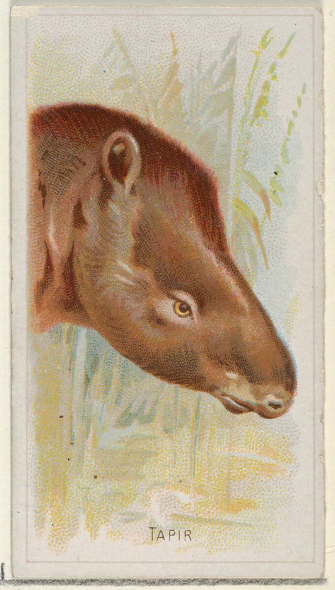 Tapir, from the Wild Animals of the World series (N25) for Allen & Ginter Cigarettes, Allen &amp; Ginter (American, Richmond, Virginia), Commercial color lithograph 