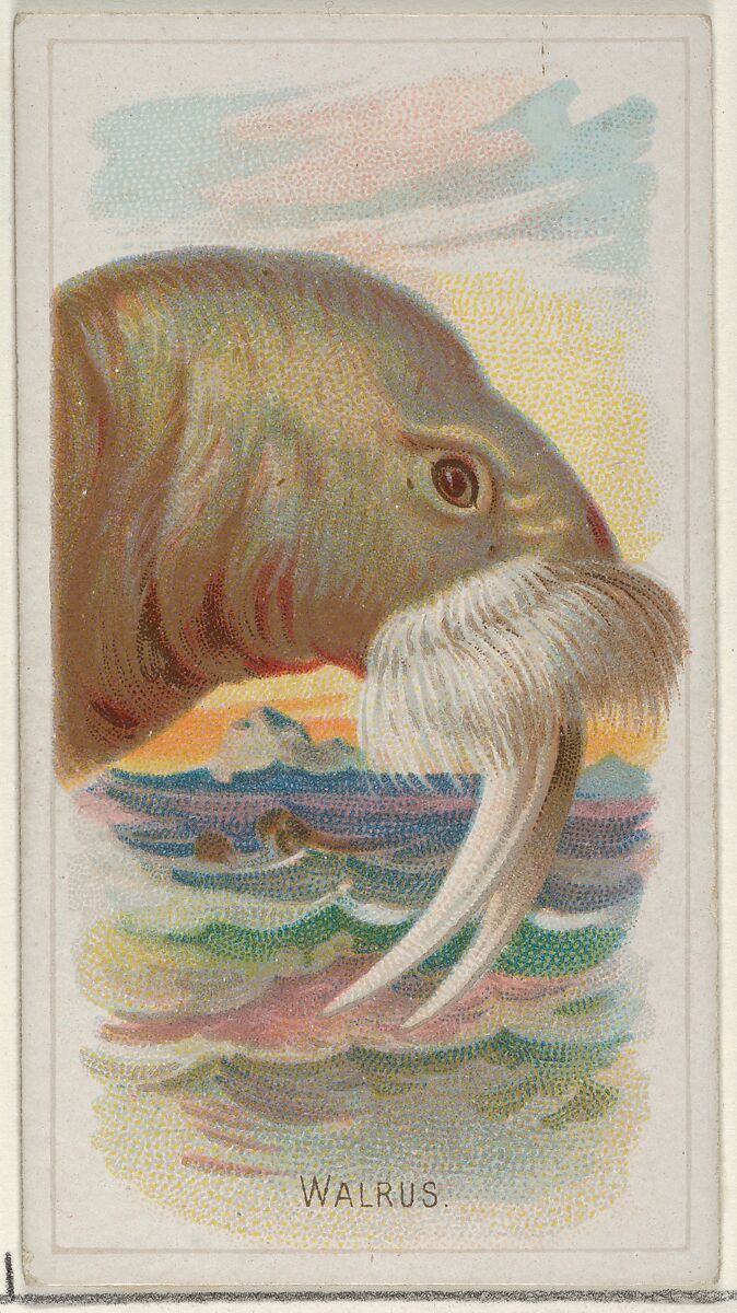 Walrus, from the Wild Animals of the World series (N25) for Allen & Ginter Cigarettes, Allen &amp; Ginter (American, Richmond, Virginia), Commercial color lithograph 