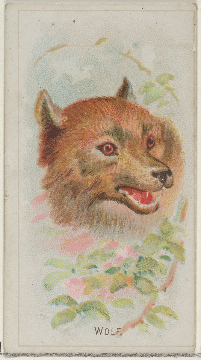 Wolf, from the Wild Animals of the World series (N25) for Allen & Ginter Cigarettes, Allen &amp; Ginter (American, Richmond, Virginia), Commercial color lithograph 