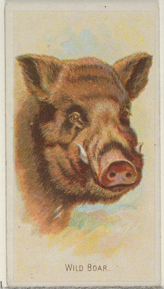 Wild Boar, from the Wild Animals of the World series (N25) for Allen & Ginter Cigarettes, Allen &amp; Ginter (American, Richmond, Virginia), Commercial color lithograph 